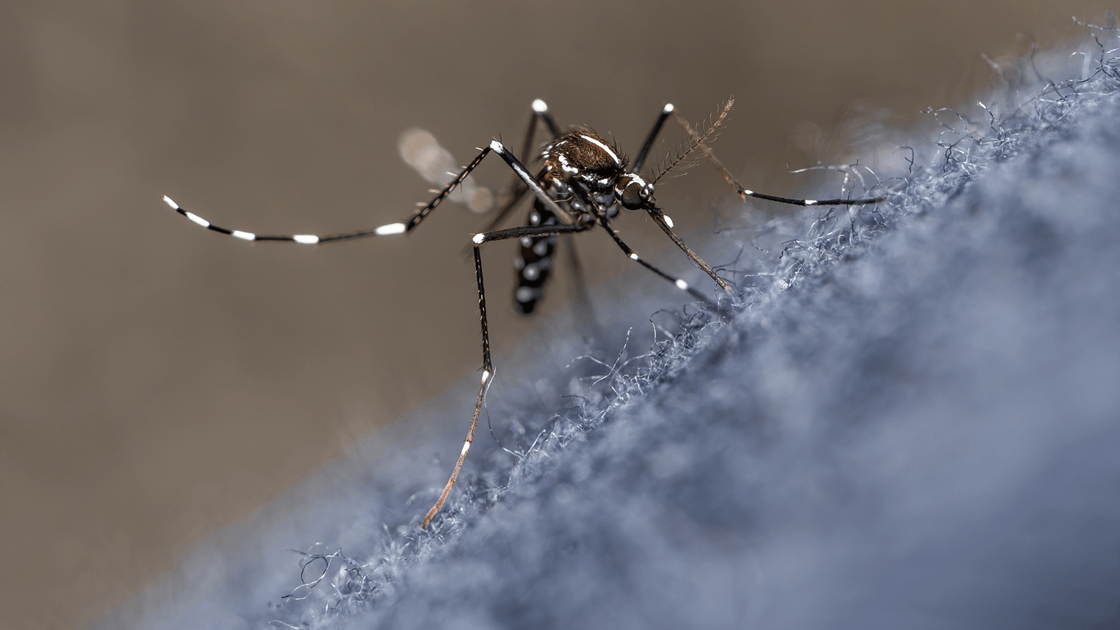 Imagem Dengue: Fique Atento aos Sintomas e Saiba Como se Proteger